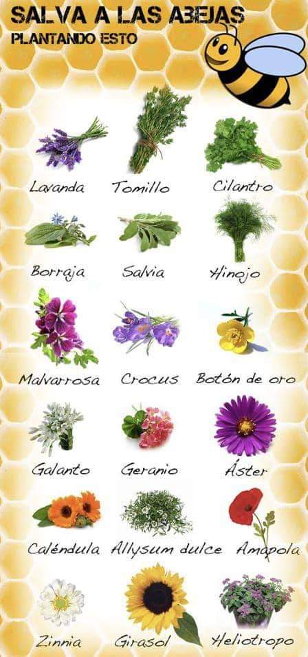abejas