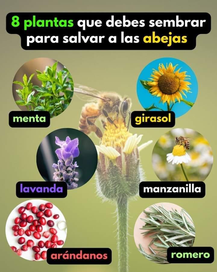 abejas