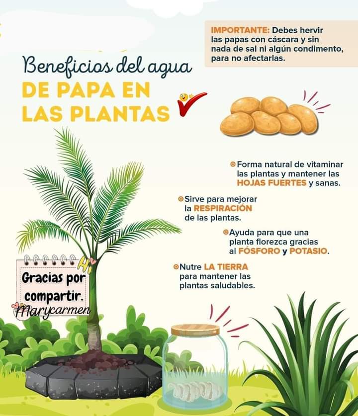 agua, papa
