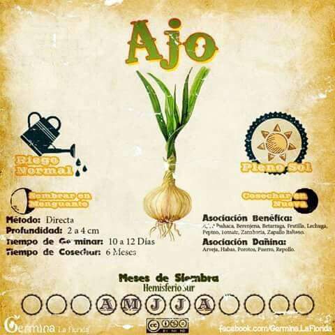 ajo