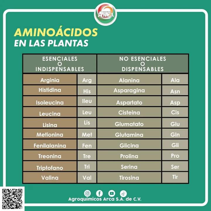 aminoacidos