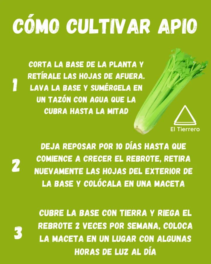 apio
