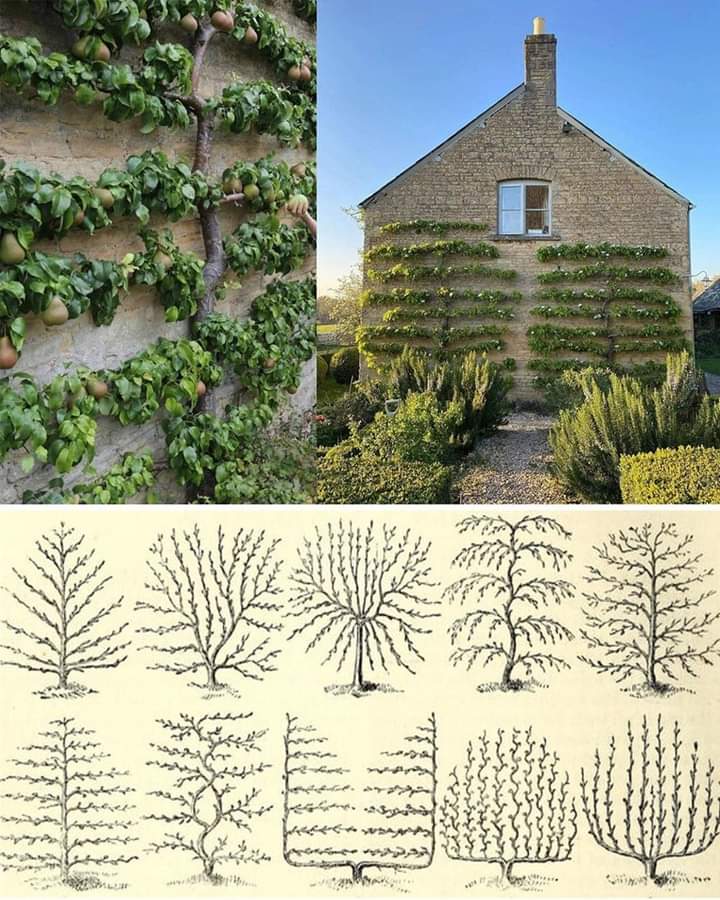 arbol, formas