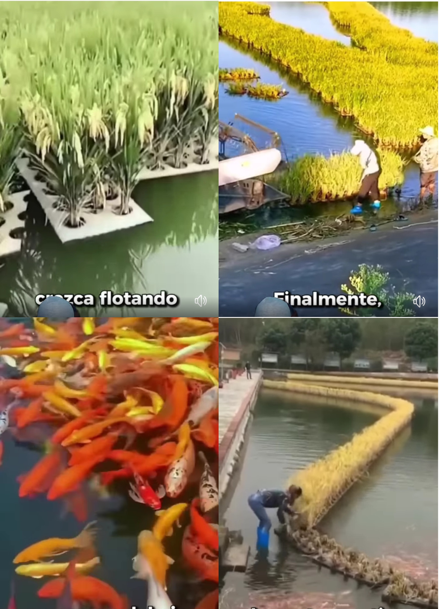 arroz, peces
