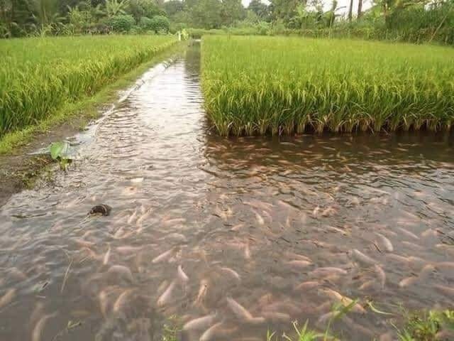 arroz, peces