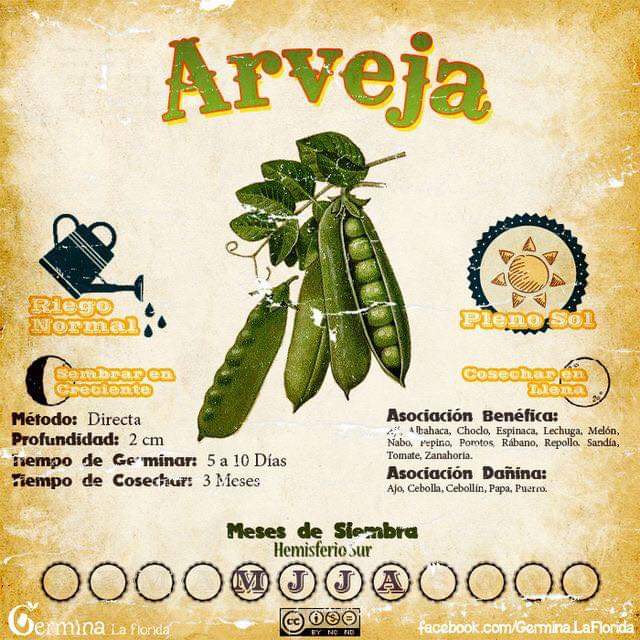 arveja