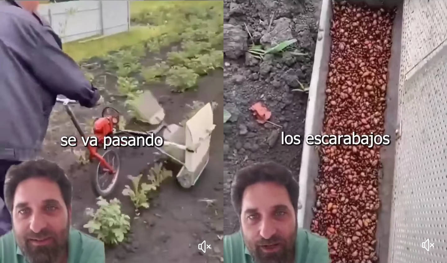 barre, escarabajos