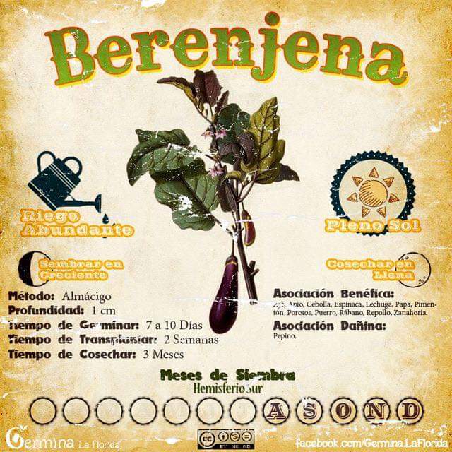 berenjena