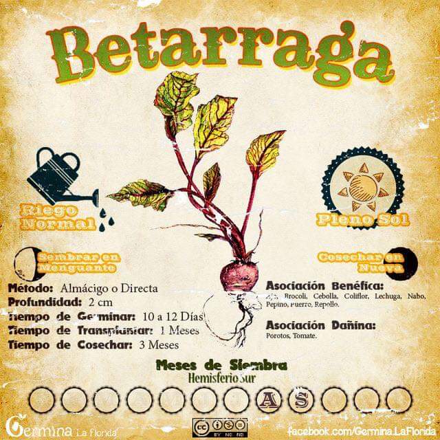 betarraga