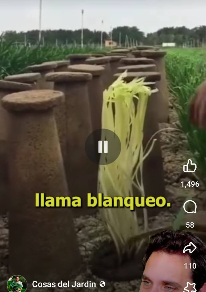 blanqueo