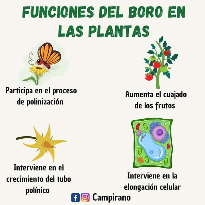 boro