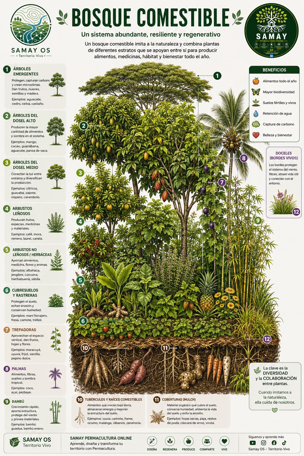 bosque, comestible