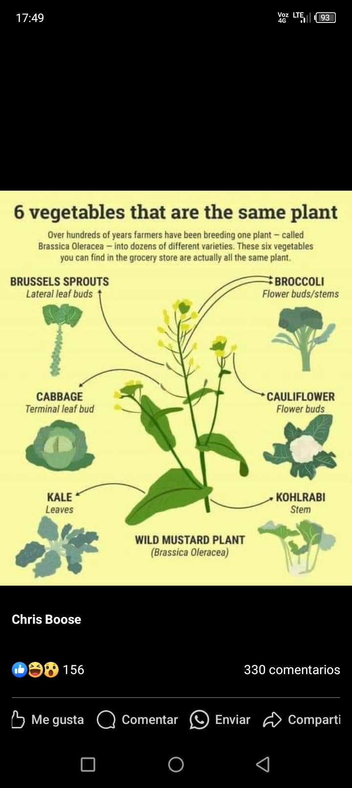 brassica, oleracea