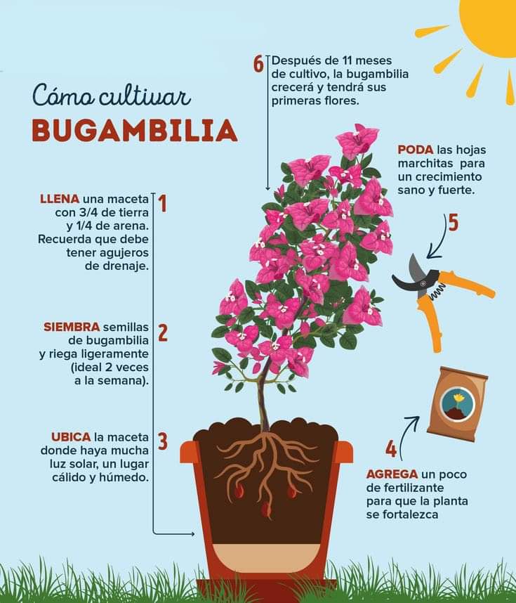 bugambilla