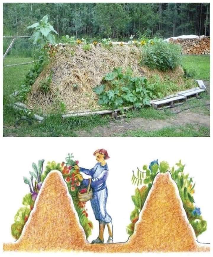 cama, vegetal