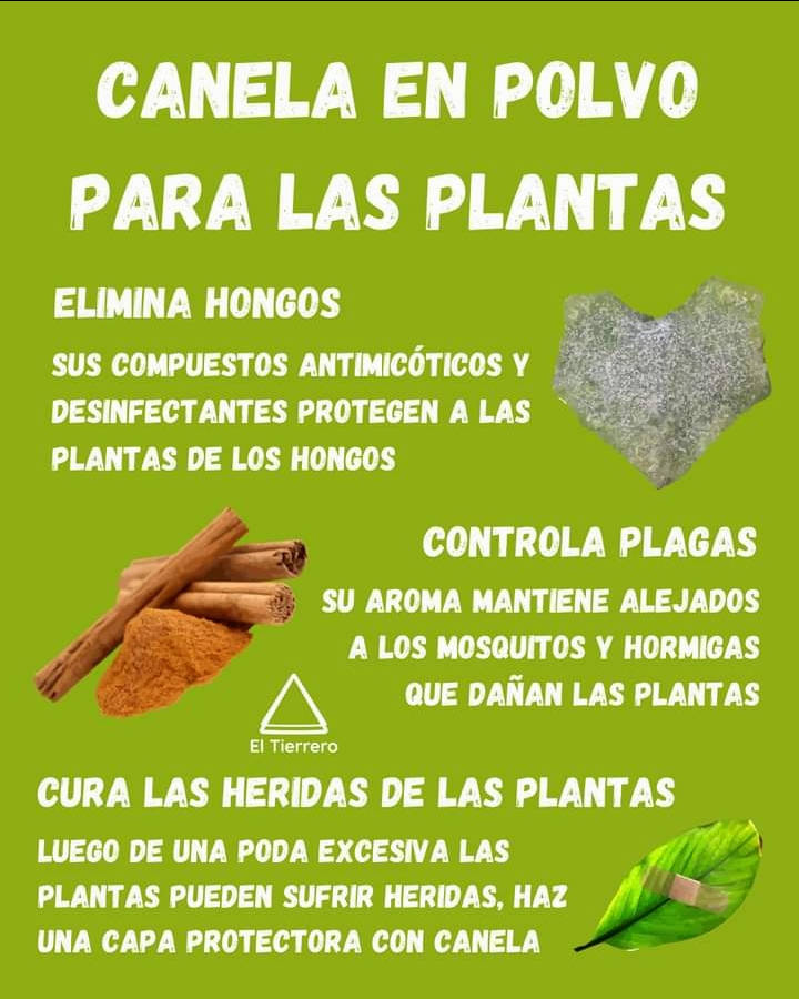 canela