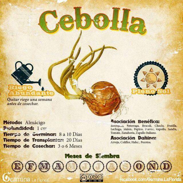 cebolla