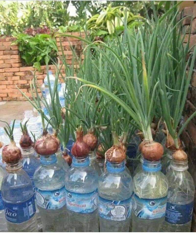 cebollin, agua