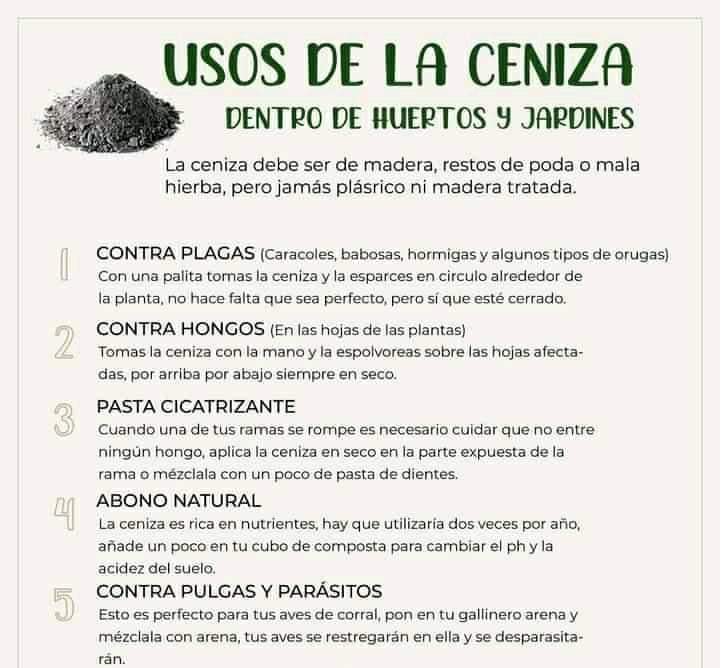 ceniza