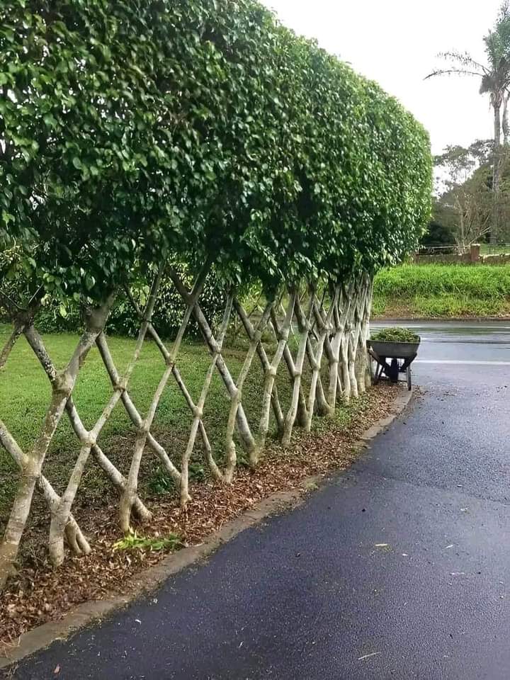 cerco, natural