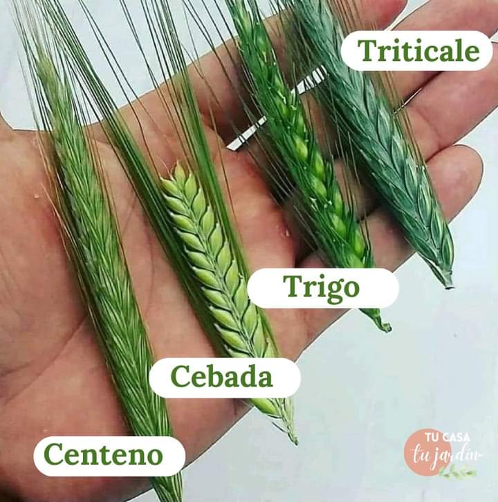 cereales