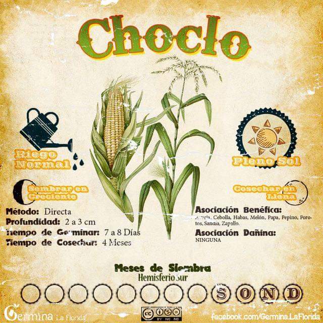 choclo