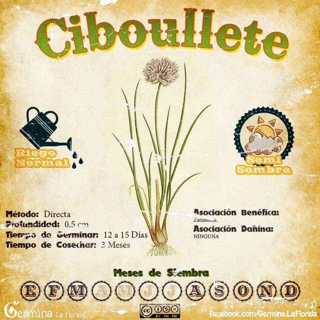ciboullete