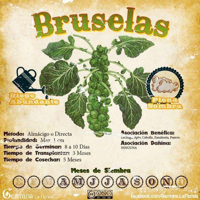 col, bruselas