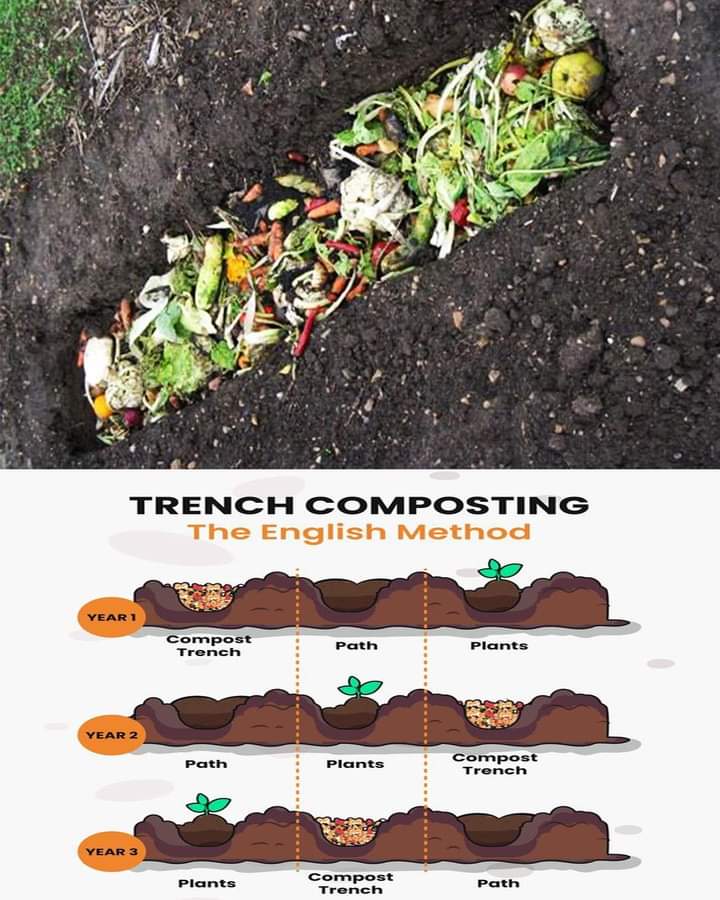 composta, trench