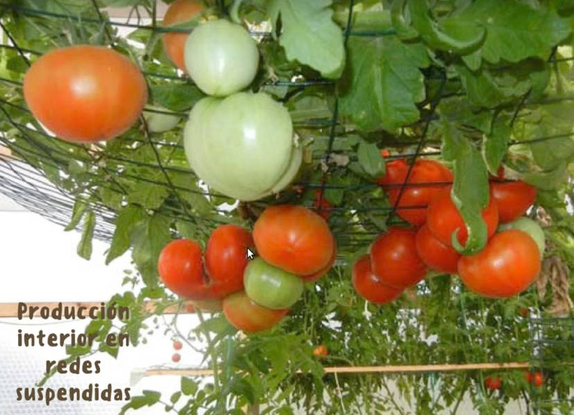 cultivo, redes