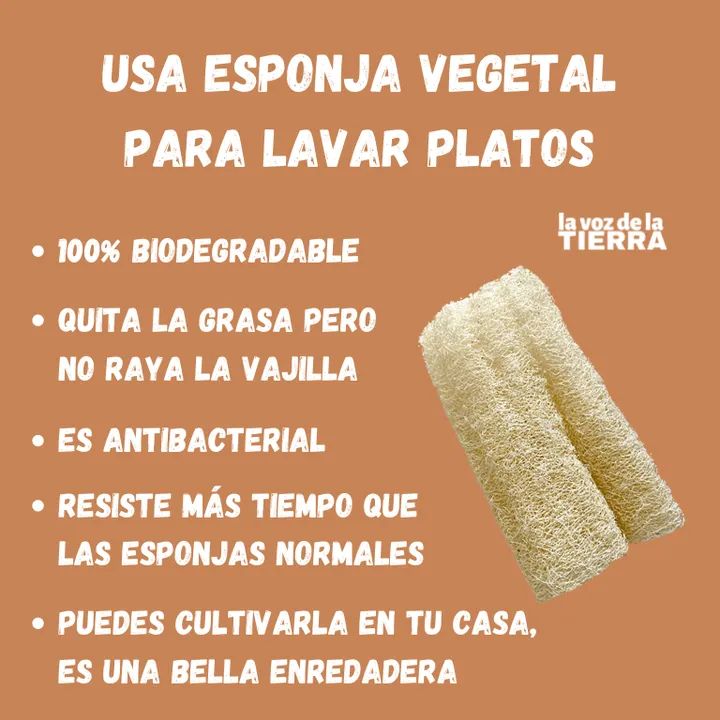 esponja
