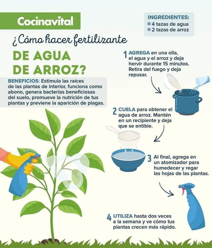 fertilizante, arroz