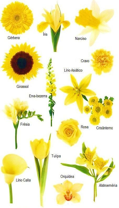 flores, amarillas