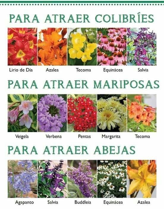 flores, atraer