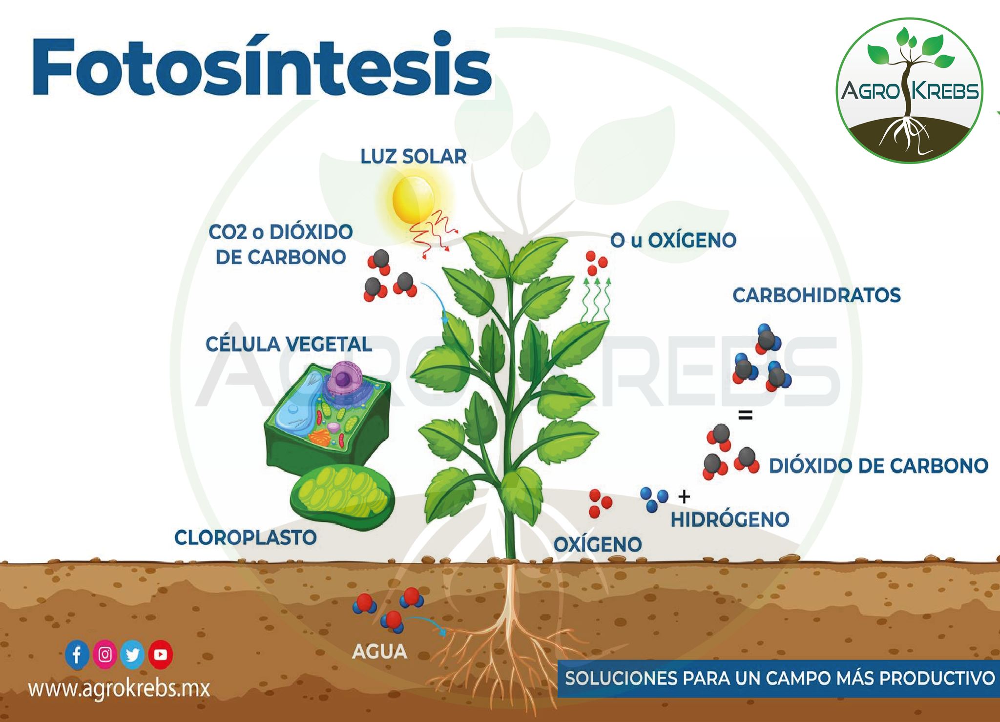 fotosintesis
