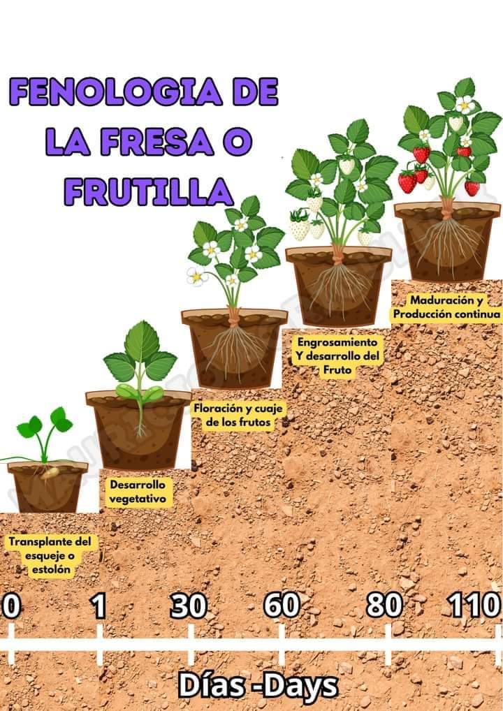 frutilla
