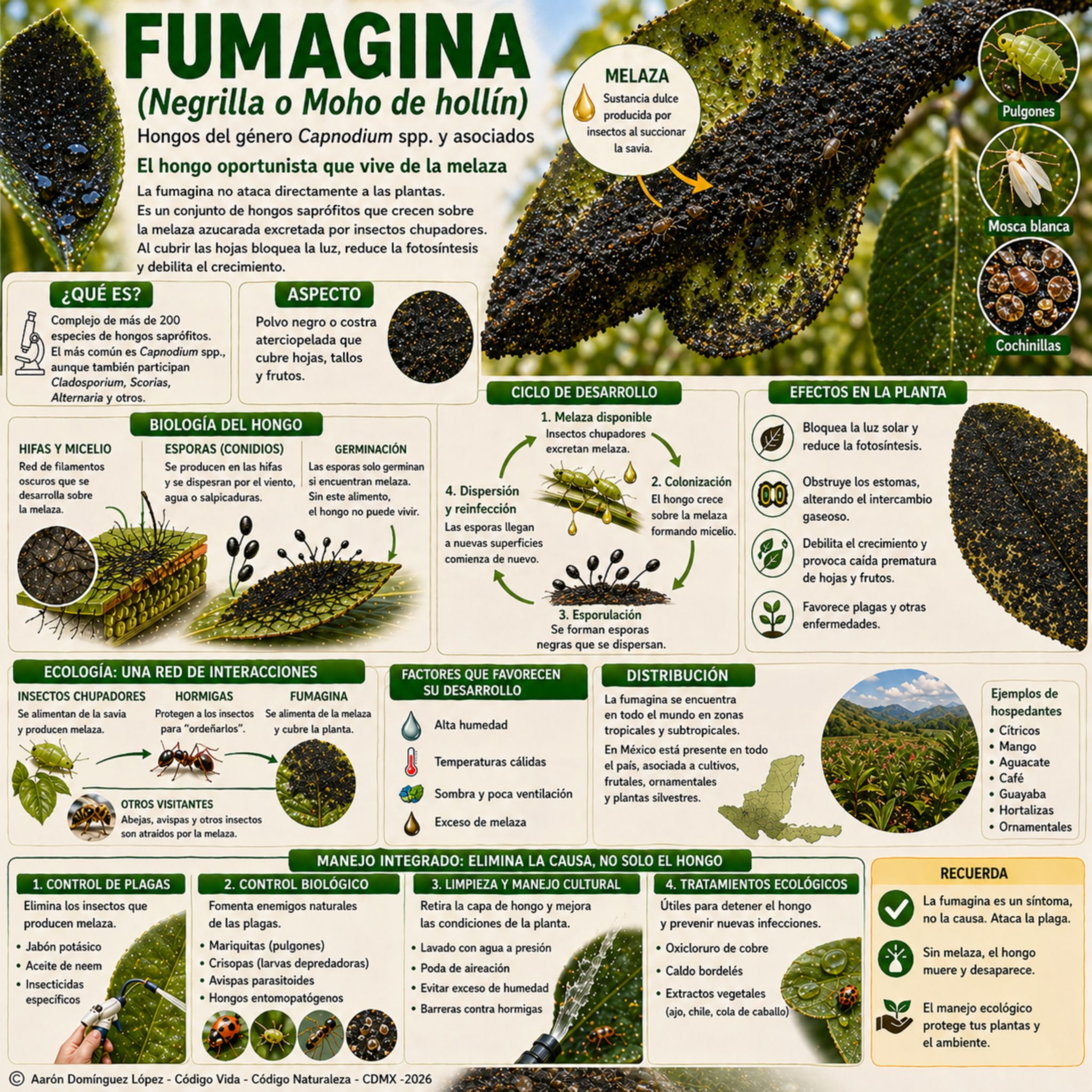 fumagina