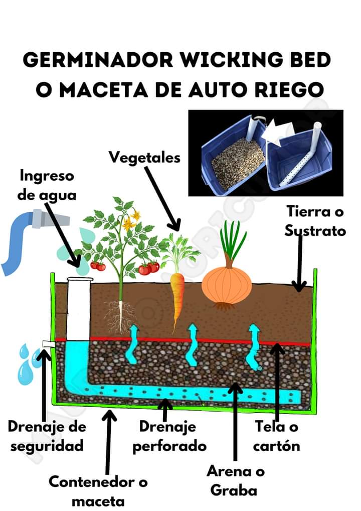 germinador