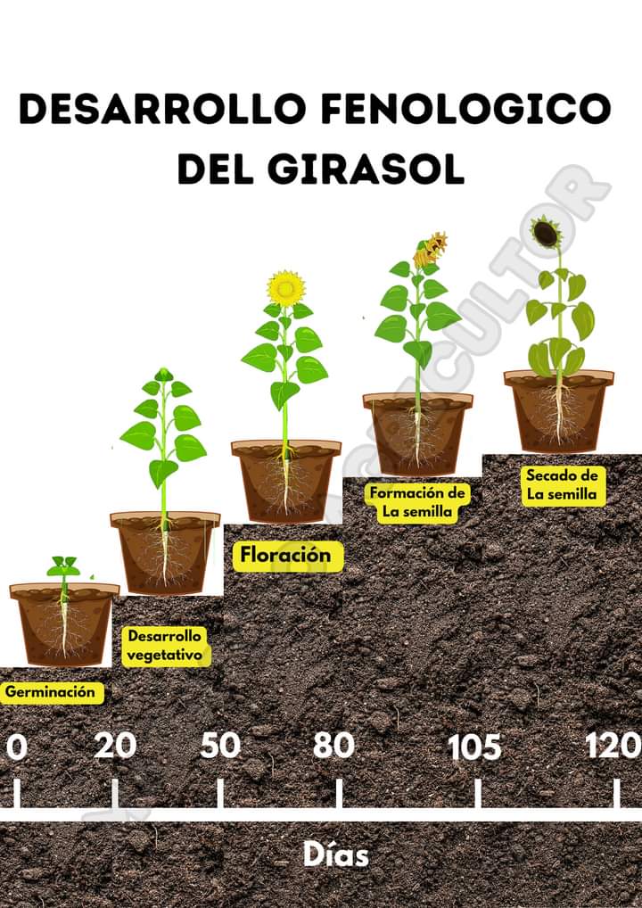 girasol