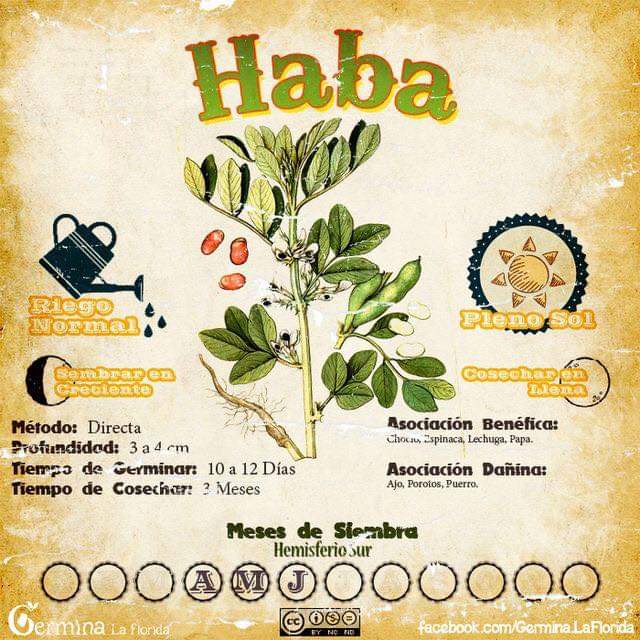 haba