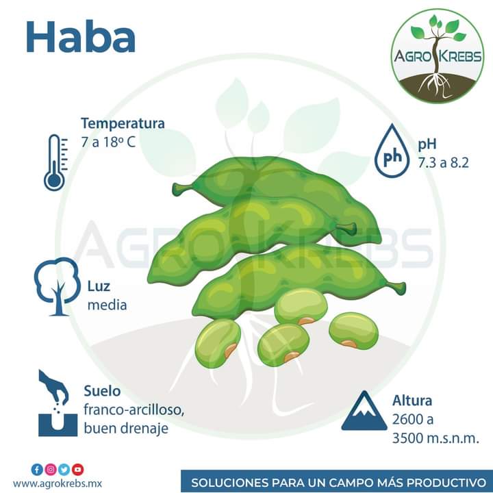 haba