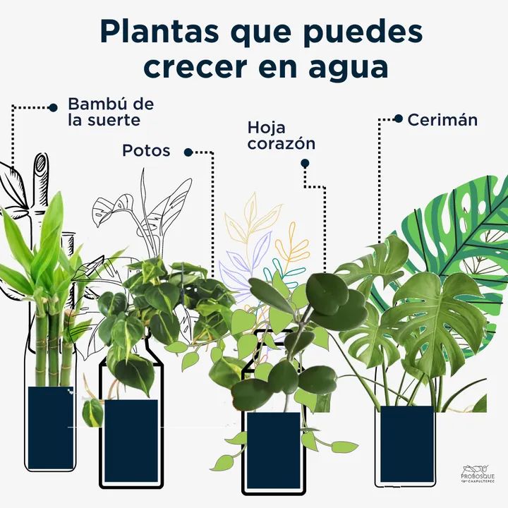 hidroponia