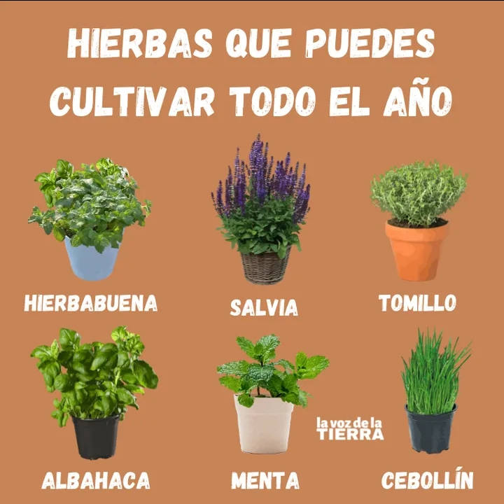 hierbas