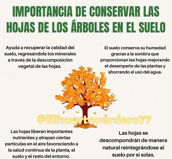 hojas