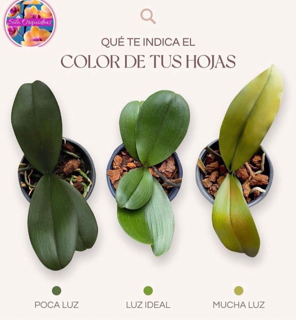 hojas, luz