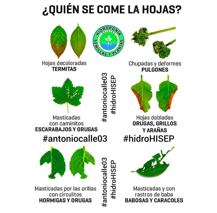 hojas, plagas