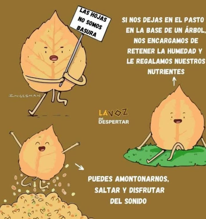 hojas, secas