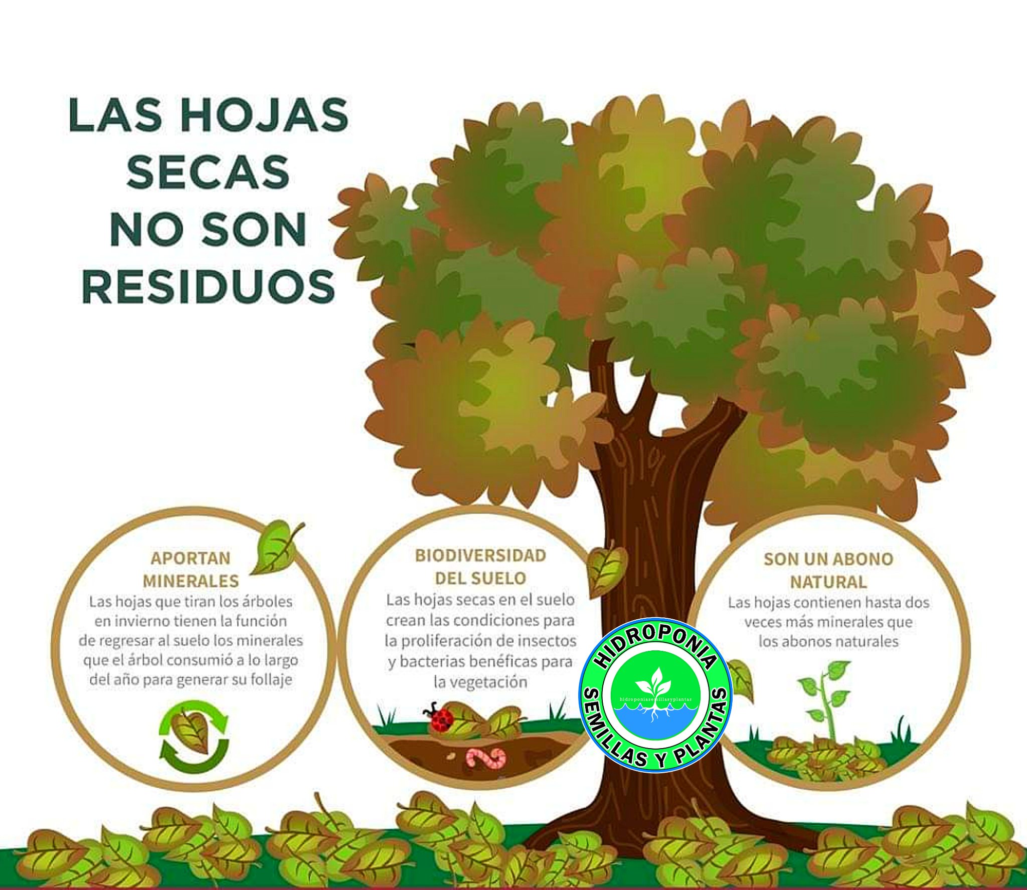 hojas, secas