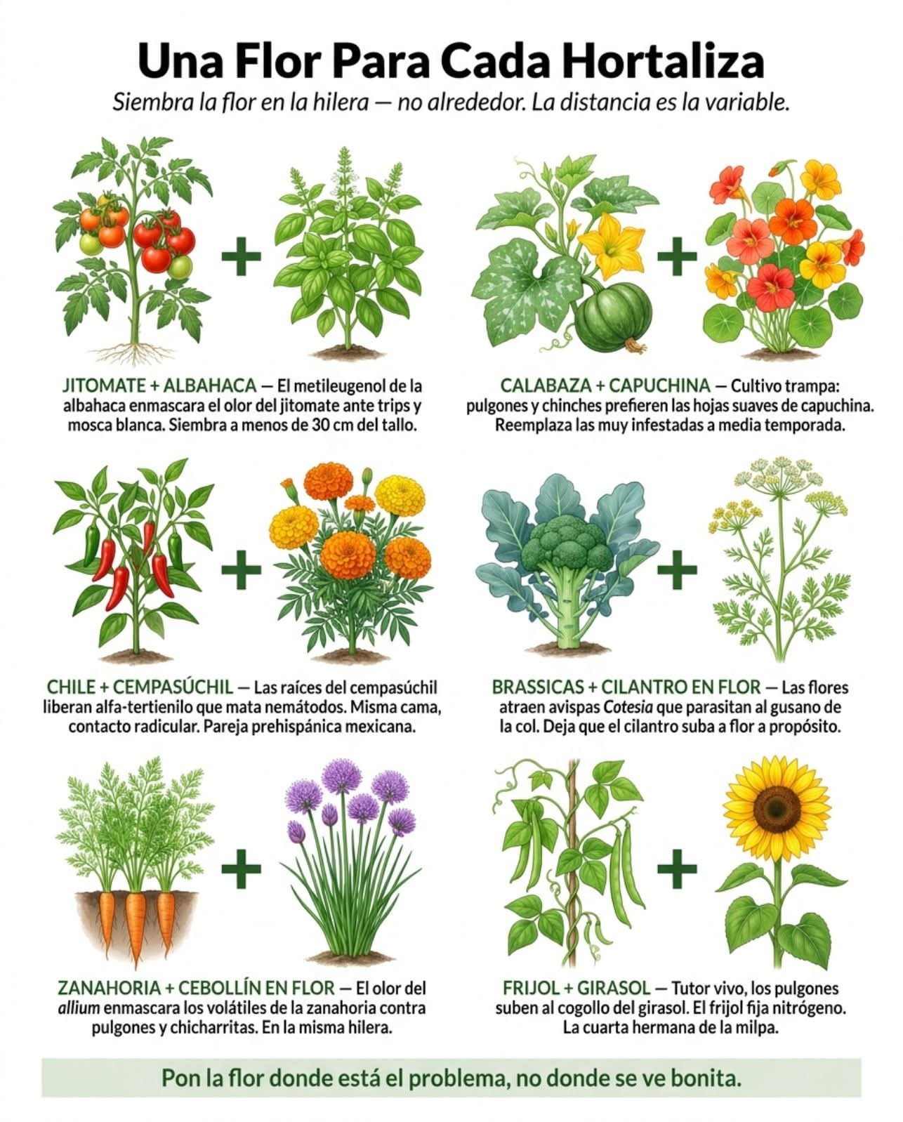 hortaliza, flor