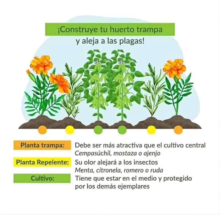 huerto, trampa